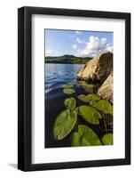 Water Lilies in Lang Pond in Maine's Northern Forest-Jerry & Marcy Monkman-Framed Photographic Print