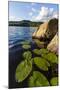 Water Lilies in Lang Pond in Maine's Northern Forest-Jerry & Marcy Monkman-Mounted Photographic Print