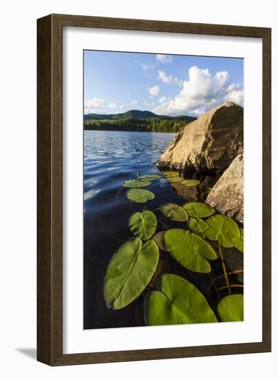 Water Lilies in Lang Pond in Maine's Northern Forest-Jerry & Marcy Monkman-Framed Photographic Print