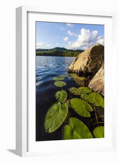 Water Lilies in Lang Pond in Maine's Northern Forest-Jerry & Marcy Monkman-Framed Photographic Print