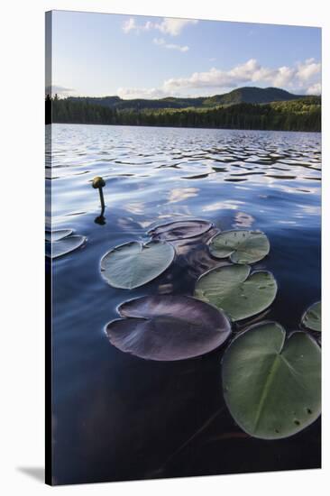 Water Lilies in Lang Pond in Maine's Northern Forest-Jerry & Marcy Monkman-Stretched Canvas