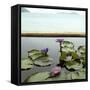 Water lilies in pond by ocean-null-Framed Stretched Canvas