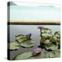 Water lilies in pond by ocean-null-Stretched Canvas