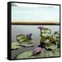 Water lilies in pond by ocean-null-Framed Stretched Canvas