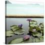 Water lilies in pond by ocean-null-Stretched Canvas