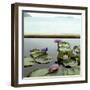 Water lilies in pond by ocean-null-Framed Photographic Print