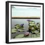 Water lilies in pond by ocean-null-Framed Photographic Print