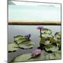 Water lilies in pond by ocean-null-Mounted Photographic Print