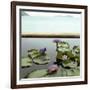 Water lilies in pond by ocean-null-Framed Photographic Print