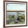 Water lilies in pond by ocean-null-Framed Photographic Print