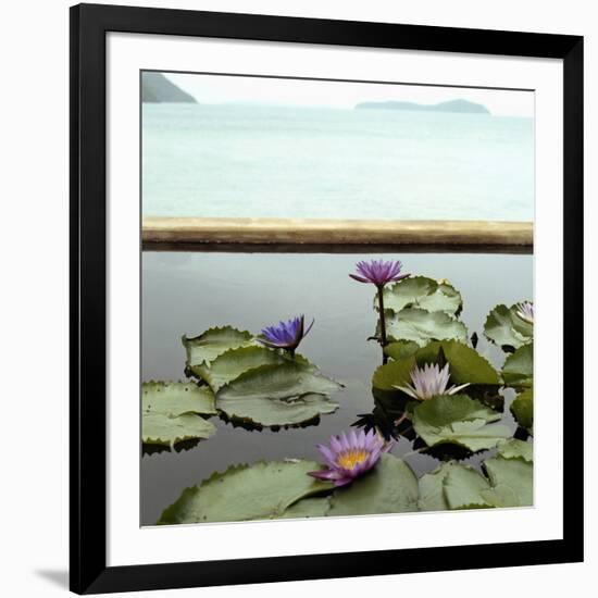 Water lilies in pond by ocean-null-Framed Photographic Print