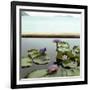 Water lilies in pond by ocean-null-Framed Photographic Print