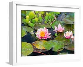 Water Lilies in Pool at Darioush Winery, Napa Valley, California, USA-Julie Eggers-Framed Photographic Print