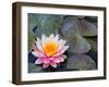Water Lilies in Pool at Darioush Winery, Napa Valley, California, USA-Julie Eggers-Framed Photographic Print
