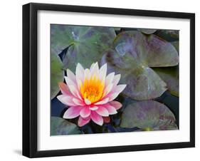 Water Lilies in Pool at Darioush Winery, Napa Valley, California, USA-Julie Eggers-Framed Photographic Print