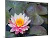 Water Lilies in Pool at Darioush Winery, Napa Valley, California, USA-Julie Eggers-Mounted Photographic Print