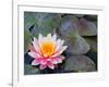 Water Lilies in Pool at Darioush Winery, Napa Valley, California, USA-Julie Eggers-Framed Photographic Print