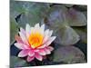 Water Lilies in Pool at Darioush Winery, Napa Valley, California, USA-Julie Eggers-Mounted Photographic Print