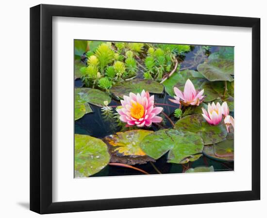 Water Lilies in Pool at Darioush Winery, Napa Valley, California, USA-Julie Eggers-Framed Photographic Print