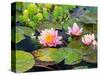 Water Lilies in Pool at Darioush Winery, Napa Valley, California, USA-Julie Eggers-Stretched Canvas