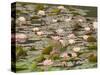 Water Lilies, Japanese Garden, Washington Park Arboretum, Seattle, Washington, USA-Jamie & Judy Wild-Stretched Canvas