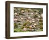 Water Lilies, Japanese Garden, Washington Park Arboretum, Seattle, Washington, USA-Jamie & Judy Wild-Framed Photographic Print