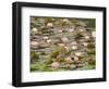 Water Lilies, Japanese Garden, Washington Park Arboretum, Seattle, Washington, USA-Jamie & Judy Wild-Framed Photographic Print