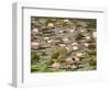 Water Lilies, Japanese Garden, Washington Park Arboretum, Seattle, Washington, USA-Jamie & Judy Wild-Framed Photographic Print