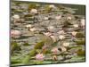 Water Lilies, Japanese Garden, Washington Park Arboretum, Seattle, Washington, USA-Jamie & Judy Wild-Mounted Photographic Print