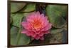 Water lilies near Victoria, British Columbia-Stuart Westmorland-Framed Photographic Print