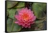 Water lilies near Victoria, British Columbia-Stuart Westmorland-Framed Stretched Canvas