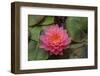 Water lilies near Victoria, British Columbia-Stuart Westmorland-Framed Photographic Print