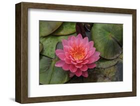 Water lilies near Victoria, British Columbia-Stuart Westmorland-Framed Photographic Print