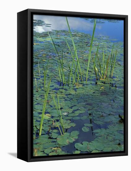 Water Lilies, New Hampshire, USA-Jerry & Marcy Monkman-Framed Stretched Canvas