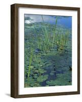 Water Lilies, New Hampshire, USA-Jerry & Marcy Monkman-Framed Photographic Print