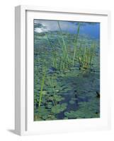 Water Lilies, New Hampshire, USA-Jerry & Marcy Monkman-Framed Photographic Print