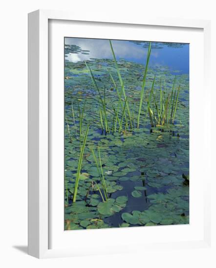 Water Lilies, New Hampshire, USA-Jerry & Marcy Monkman-Framed Photographic Print