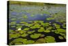 Water lilies, Okavango Delta, Botswana, Africa-David Wall-Stretched Canvas
