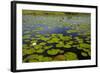 Water lilies, Okavango Delta, Botswana, Africa-David Wall-Framed Photographic Print