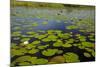 Water lilies, Okavango Delta, Botswana, Africa-David Wall-Mounted Photographic Print