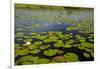 Water lilies, Okavango Delta, Botswana, Africa-David Wall-Framed Photographic Print