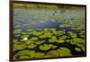 Water lilies, Okavango Delta, Botswana, Africa-David Wall-Framed Photographic Print