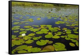 Water lilies, Okavango Delta, Botswana, Africa-David Wall-Framed Stretched Canvas