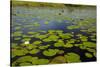 Water lilies, Okavango Delta, Botswana, Africa-David Wall-Stretched Canvas