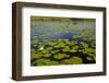 Water lilies, Okavango Delta, Botswana, Africa-David Wall-Framed Photographic Print