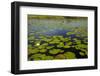 Water lilies, Okavango Delta, Botswana, Africa-David Wall-Framed Photographic Print