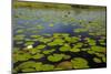 Water lilies, Okavango Delta, Botswana, Africa-David Wall-Mounted Photographic Print