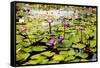 Water Lilies on Display-Seaham-Framed Stretched Canvas