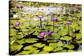 Water Lilies on Display-Seaham-Stretched Canvas