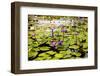 Water Lilies on Display-Seaham-Framed Photographic Print